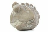 Bargain, Enrolled Asaphus Trilobite - Russia #363251-1